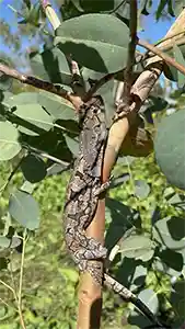 Frilled-neck lizard in Dripstone